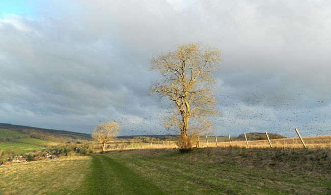 Rooks, crows and jackdaws
